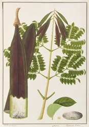 Mitternachtsschrecken, aus Zeichnungen von Pflanzen aus Malakka, ca. 1805-18